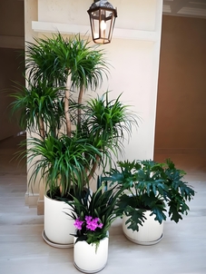 北仑绿植租摆价格><div class=